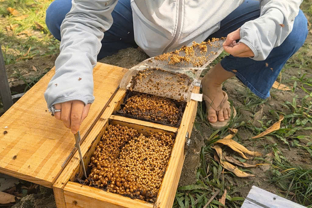 Đóng gói mật ong dú